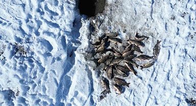 Buz tutan gölette 'Eskimo' usulü balık avı