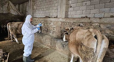 Çanakdüzü köyünde şap alarmı, bölge karantinaya alındı