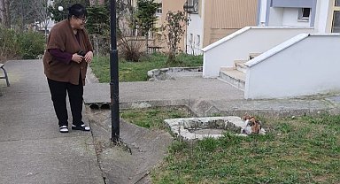 Çatıda 10 gündür mahsur kalan kediyi kurtardılar