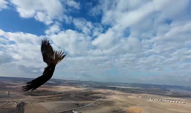 Çekim yapan dron şahinin radarına takıldı