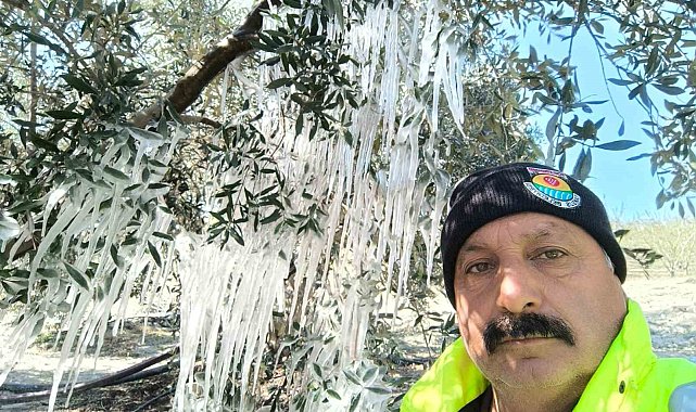 Çiftçi ağaçlardaki buz sarkıtlarını görünce şaştı kaldı