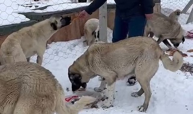 Çiftlik Belediyesi patili dostları unutmadı