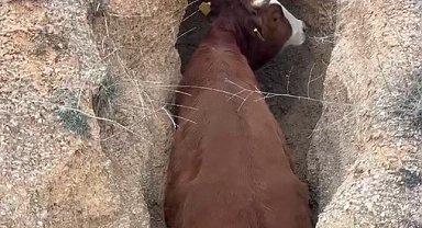 Çukura düşen inek, kepçe yardımıyla kurtarıldı