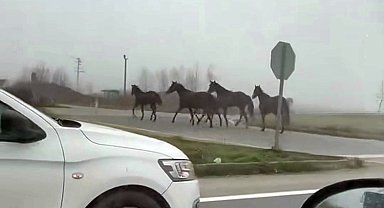 D-140'a çıkan atlar dörtnala koştu: Görenler hayrete düştü