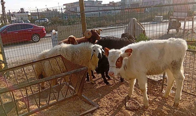 Danayı bile otomobille çalmışlar: Yakalanan 3 hırsız tutuklandı