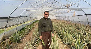 Derecik'in aloe vera üreticisi pazarlama sıkıntısı yaşıyor
