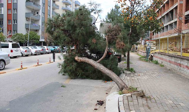 Devrilen ağaç yolu trafiğe kapattı
