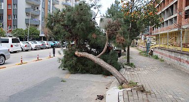 Devrilen ağaç yolu trafiğe kapattı