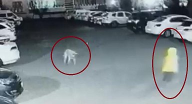 Diyarbakır'da köpek saldırısını uğrayan kadın ve çocuk canını zor kurtardı