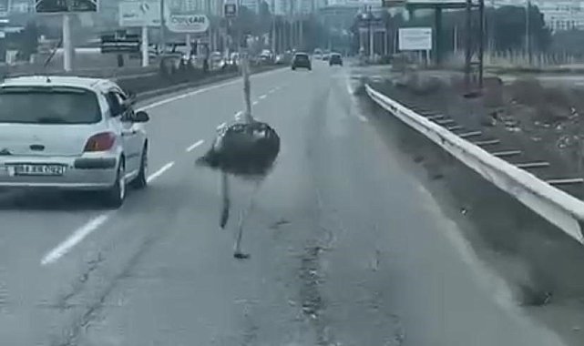 Diyarbakır'da trafikte deve kuşu şaşkınlığı