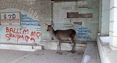 Doğaya bırakılan karaca tekrar geri döndü