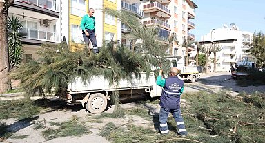 Efeler Belediyesi ağaç budama ve bakım çalışmalarını sürdürüyor