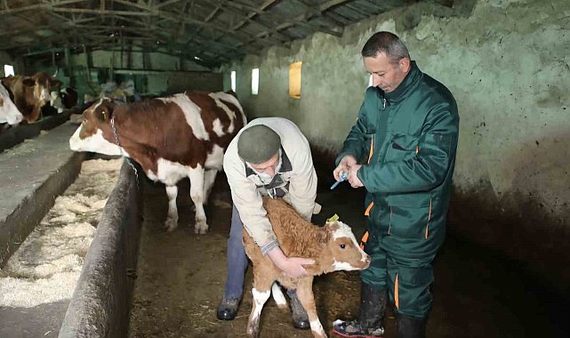 Elazığ'da şap ile mücadele: 5 bin büyükbaş aşılandı, 255 işletmede sağlık taraması yapıldı