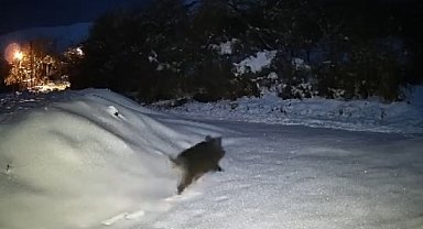 Elazığ'da yiyecek arayan domuz sürüsü köye indi