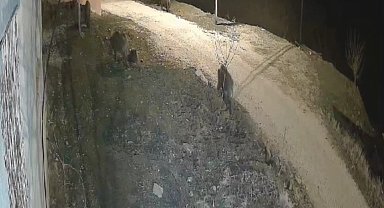 Elazığ'da yiyecek arayan domuz sürüsü köye indi