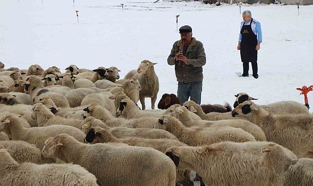 Emektar çoban koyunlara yaz kış kaval çalıyor