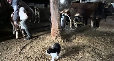 En renkli ahır bakımı: Hayvanlarını böyle yetiştiriyor