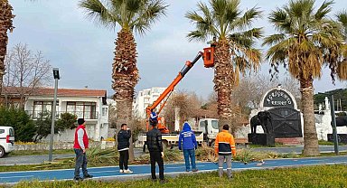 Erdek'te palmiyeler kuruyor, belediye tedbir almada geç kaldı