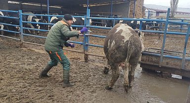 Ereğli'de şap hastalığına karşı mücadele sürüyor