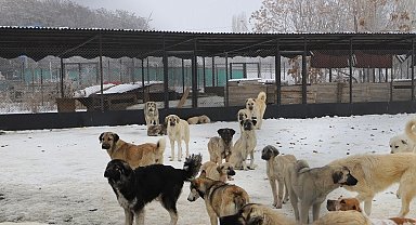 Erzincan'da köpek katliamı iddiası: Belediye çalışanları görevden uzaklaştırıldı