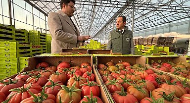 Erzincan'da modern tarımla domates hasadı başladı