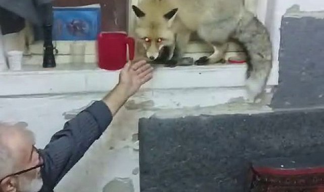 Erzurum'da aç kalan tilki, köylülere misafir geldi