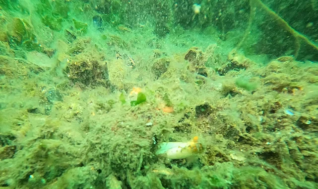 Gemlik Körfezi'nde müsilaj alarmı