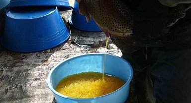 Gevaş'ta alabalık sağımı yapıldı