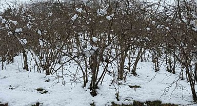 Giresun Ziraat Odası Başkanı Nurittin Karan, zirai don riskine karşı uyardı