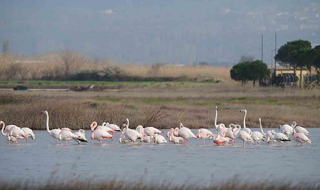 Gökçeada'da flamingoların 'kur' ve 'beslenme' dansı hayran bıraktı