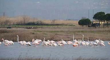 Gökçeada'da flamingoların 'kur' ve 'beslenme' dansı hayran bıraktı