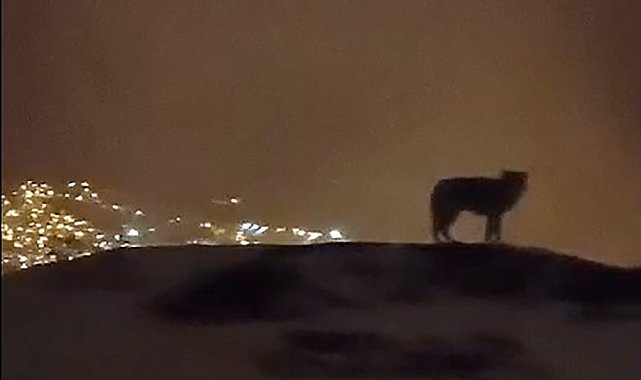 Hakkari'de şehri izleyen bir kurt kameralara yansıdı