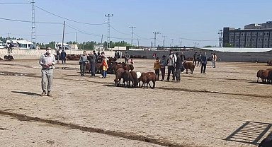 Iğdır hayvan pazarı geçici olarak kapatıldı