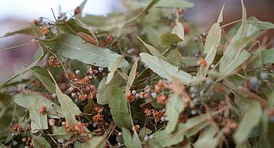 Ihlamur altınla yarışınca ilgi, kış çaylarına kaydı