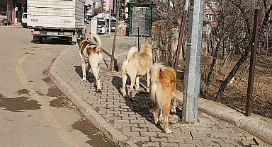 İspir'de başıboş köpekler tehdit oluşturuyor