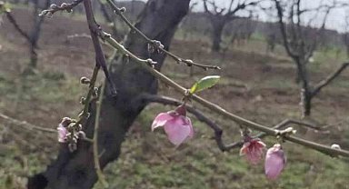 İznik'te şeftali ağaçları erken çiçek açtı