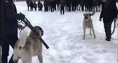 Jandarmadan köpek dövüşçülerine operasyon