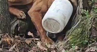 Kafasına plastik bidon sıkışan köpeğe yardım eli
