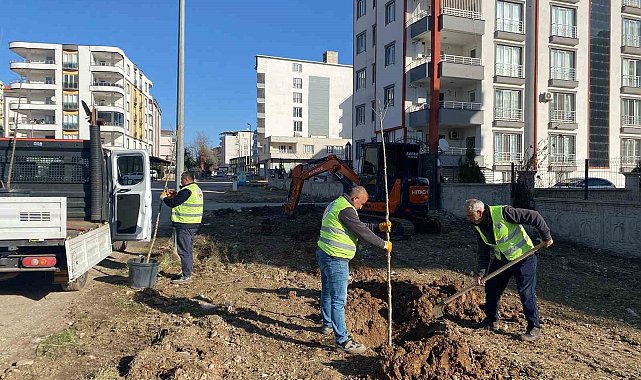 Kahta Belediyesi, ağaçlandırma çalışmalarına hızla devam ediyor