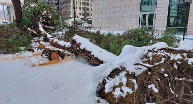 Karın ağırlığını taşıyamayan ağaç kökünden devrildi