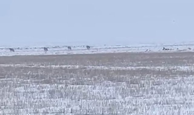 Kars'ta aç kalan kurtlar köylere indi
