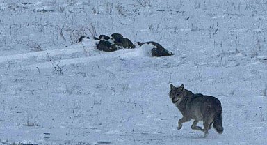 Kars'ta köye inen kurt böyle görüntülendi