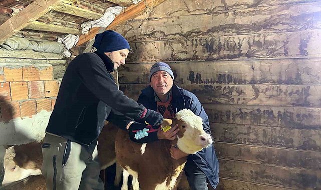 Kastamonu'da hayvanlara 720 bin doz şap ve brucella aşısı yapılacak