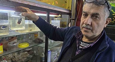 Kavgacı balıklar ayrı bölümlerde tutularak satışa sunuluyor