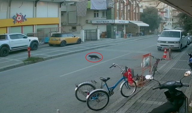 Kaybolan cins kediyi polisler bulup sahibine teslim etti