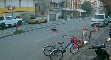 Kaybolan cins kediyi polisler bulup sahibine teslim etti