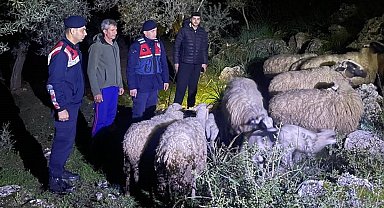 Kaybolan hayvanları jandarma buldu