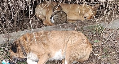 Kedi ile köpeğin kucak kucağa uyuduğu anlar kameraya yansıdı