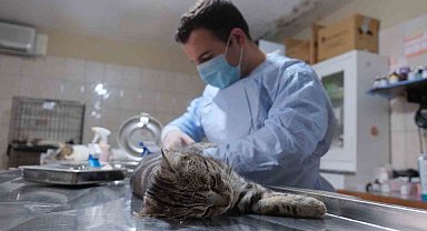 Kemer Belediyesi patili dostların yanında