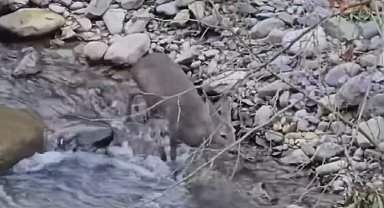 Kendini kurtarmak için dereye atlayan karaca vatandaşlar tarafından görüntülendi